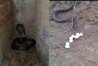 Snake swallowing an egg