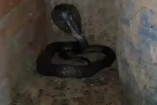 snake ate chicken and relaxed