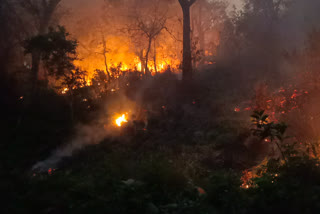 Fire in Forest of Corbett National Park