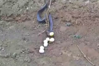 deadly-cobra-spitting-up-6-eggs-after-swallowing-in-madhya-pradesh