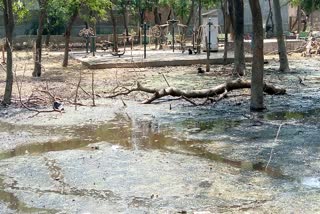 Dirty water filled in only park of Vipin Garden many trees collapsed