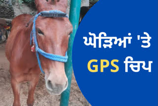 ਘੋੜੇ ਤੇ ਖੱਚਰ ਦੇ ਮੱਥੇ 'ਤੇ ਲੱਗੇਗੀ GPS ਚਿਪ