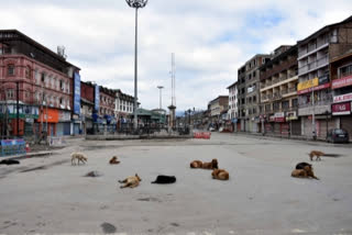 39 people injured in stray dog attack in Srinagar