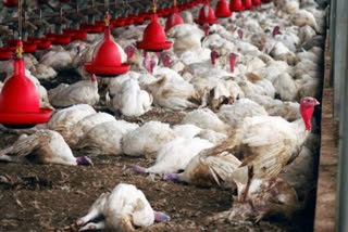 US's first human case of H5 bird flu