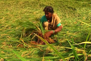 వడగళ్ల వానతో అతలాకుతలమైన అన్నదాతలు