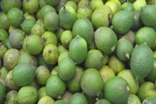 Lemon theft in Surat: ચોર મચાયે શોર ! કામરેજના કઠોર ગામેથી 140 કિલો પીળુ સોનું લઈને ચોર ફરાર