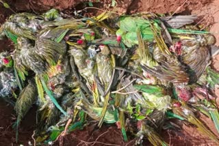 More than a hundred parrots die