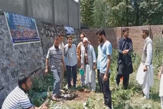 plantation-drive-held-at-tehsil-office-awantipora