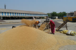 wheat msp in haryana grain mandi