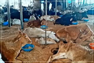 Veterinarians Appeal do not use polythene