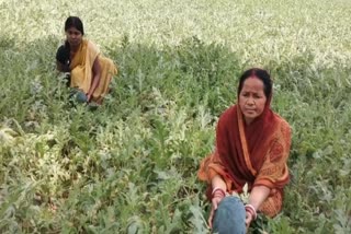 women-becoming-self-sufficient-by-cultivating-watermelon-in-ranchi