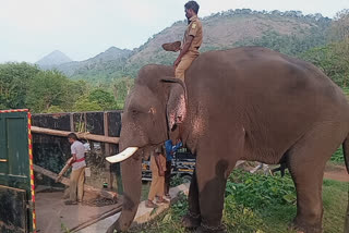 coimbatore chinna thambi elephant  chinna thambi  chinna thambi elephant  கும்கி சின்னத்தம்பி  சின்னத்தம்பி யானை  கோயம்புத்தூர் சின்னத்தம்பி யானை  சின்னத்தம்பி