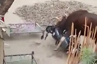 Wild buffaloes creating ruckus in Bagaha