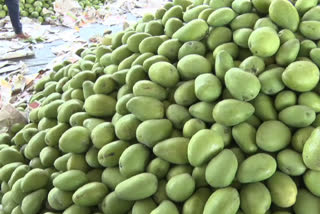 Mango Farmers Problems repeating in hyderabad