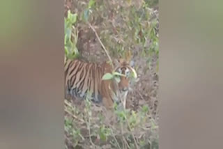 Tiger Cub spotted on Alwar Jaipur road