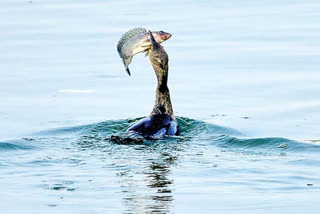 birds hunting for food