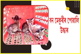 Wildcat kittens rescued in Samagur