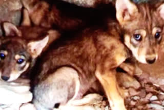 Postmortem report of wolves pups