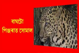 leopard-trapped-at-tengakhat-in-dibrugarh