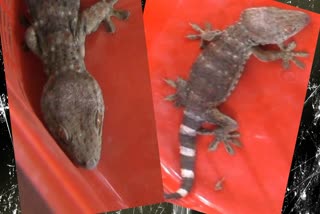 Gecko rescued in Mangaldoi