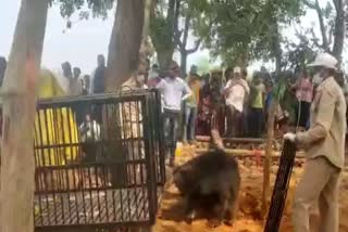 people for animal team rescued two bears bokaro