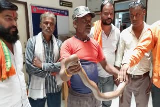 Laborer Ram rescues two-faced snake from smugglers