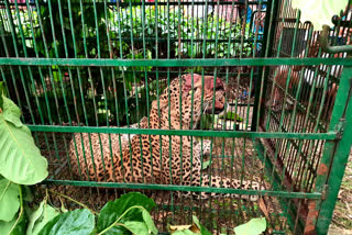 Caged Leopard in Nakshalbari Villagers Say One More Has in Locality