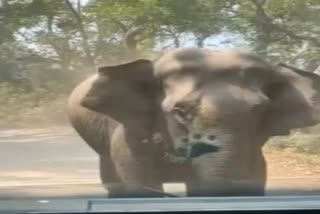 elephant suddenly came in front of tourists in dhikala zone of corbett national park