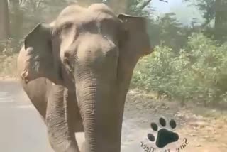 Elephant attack