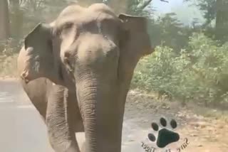 सैलानियों के सामने अचानक आया हाथी