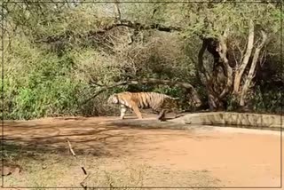 Scorching Heat Created Problem for Tigers in Sariska