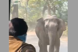 Elephant in Jim Corbett National Park retrieves attack after tourists' outcry