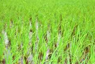 Govt assures on fertiliser availability during Kharif season