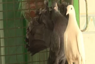 Several birds came here to Charitable Bird Hospital in Gurugram due to heatstroke. Since the beginning of last week of April, the cases of heatstroke in birds have increased