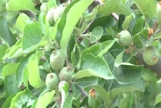 Effect of drought on apple plants in Shimla