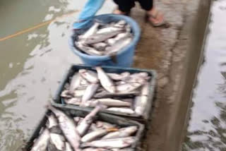 anantnag man loses one year fish stock on Eid in Kashmir after unknown persons cut off water to the farm
