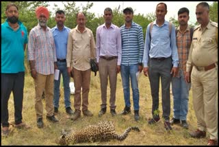 Dead body of female leopard found in Una