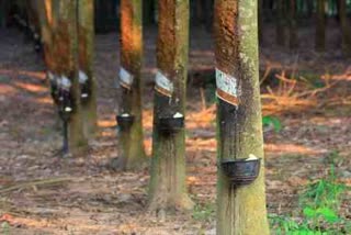 Rubber plantation in Tripura