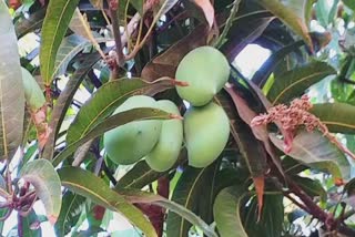 Mango Orchards Will Cut Down?: શું ગીરની કેસર કેરીના ચાલી રહ્યા છે અંતિમ દિવસો કેમ ખેડૂતોએ આંબાવાડિયા કાપવાની કરી વાત