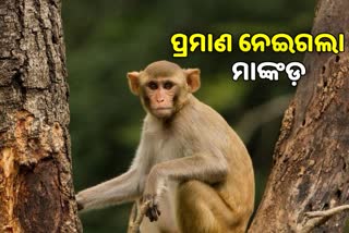 ପୋଲିସ ହାତରୁ ହତ୍ୟା ଅଭିଯୁକ୍ତର ପ୍ରମାଣ ବ୍ୟାଗ୍‌ ନେଇଗଲା ମାଙ୍କଡ଼