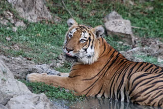 fear among villagers after Tiger seen
