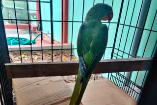 alexandrine-parrot-rescued-in-mangaluru