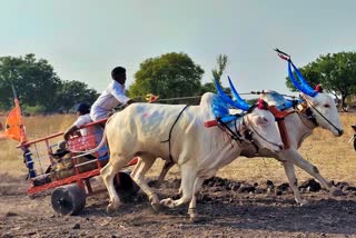 ox-race-conducted-by-farmers-at-kustagi