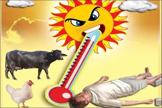 Sun Stroke in Telangana