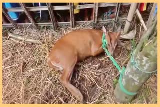 deer-recovered-from-gauripur-in-dhubri