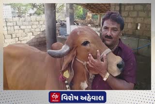 Junagadh cow missing : માલધારી પરિવારની ગીર ગાય થઇ ગુમ પોલીસે કોયડો ઉકેલવા લીધી ખાસ મદદ