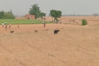 Bears that come to farmers' fields