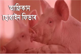biswanath-district-administrations-notice-issued-against-african-swine-fever