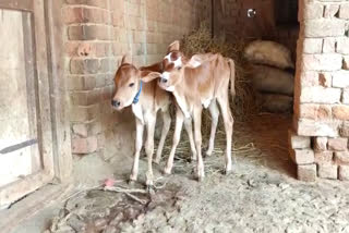 birth of two calves simultaneously