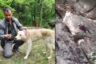 Youth rescues dog trapped on hill in Himachal Pradesh, video goes viral